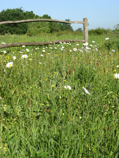 Oxeye Daisies 2011